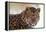 Korean Leopard Endangered Species-null-Framed Premier Image Canvas