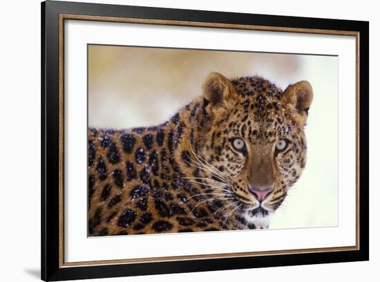 Korean Leopard Endangered Species-null-Framed Photographic Print