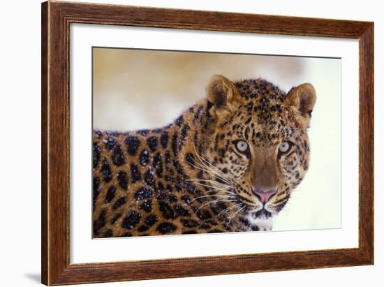 Korean Leopard Endangered Species-null-Framed Photographic Print