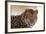 Korean Leopard Endangered Species-null-Framed Photographic Print