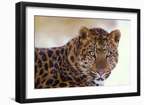 Korean Leopard Endangered Species-null-Framed Photographic Print