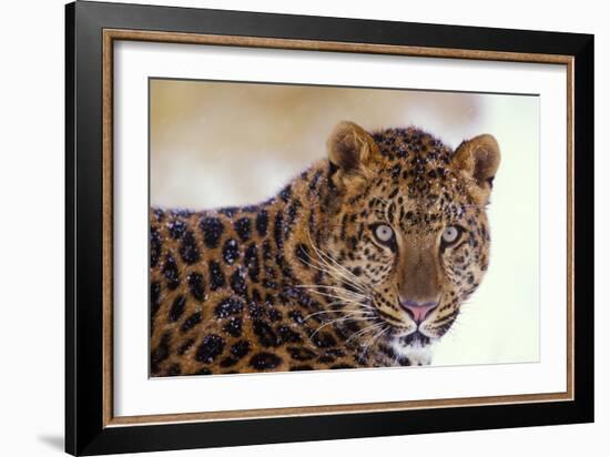 Korean Leopard Endangered Species-null-Framed Photographic Print