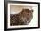 Korean Leopard Endangered Species-null-Framed Photographic Print