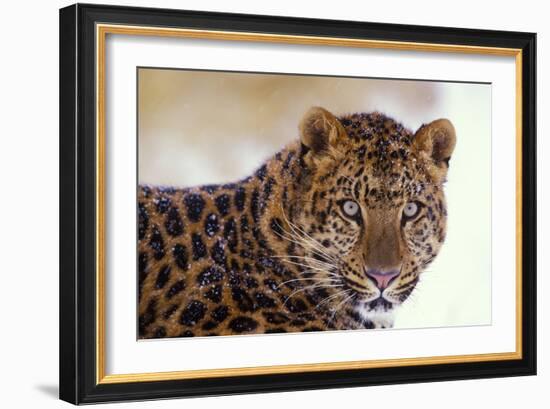 Korean Leopard Endangered Species-null-Framed Photographic Print