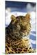 Premium Photographic Print