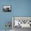 Korean War U.S. Land at Pohang-Associated Press-Framed Premier Image Canvas displayed on a wall