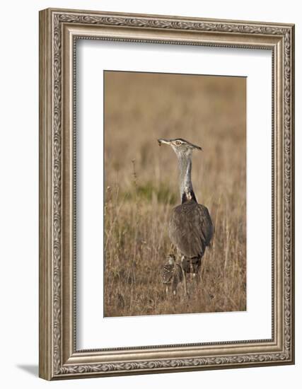 Kori Bustard (Ardeotis Kori) Adult and Ckick-James Hager-Framed Photographic Print