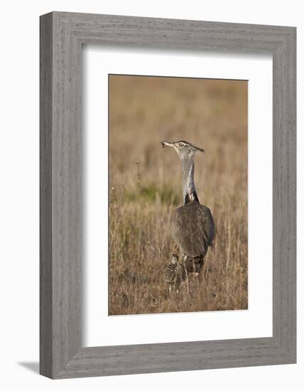 Kori Bustard (Ardeotis Kori) Adult and Ckick-James Hager-Framed Photographic Print