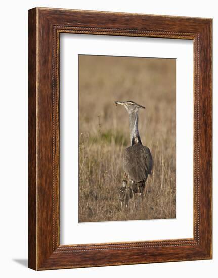 Kori Bustard (Ardeotis Kori) Adult and Ckick-James Hager-Framed Photographic Print