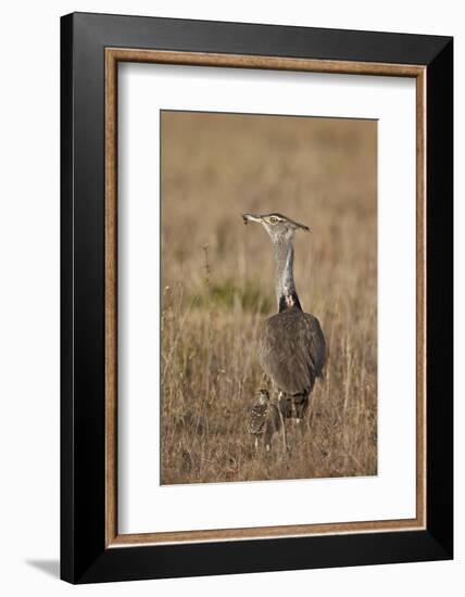 Kori Bustard (Ardeotis Kori) Adult and Ckick-James Hager-Framed Photographic Print