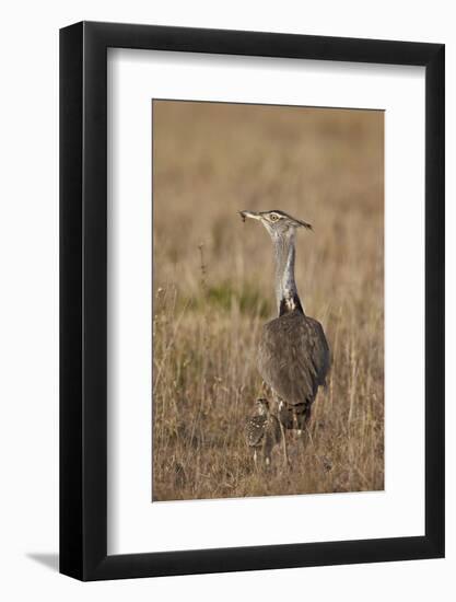 Kori Bustard (Ardeotis Kori) Adult and Ckick-James Hager-Framed Photographic Print