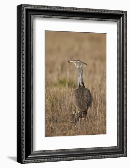 Kori Bustard (Ardeotis Kori) Adult and Ckick-James Hager-Framed Photographic Print