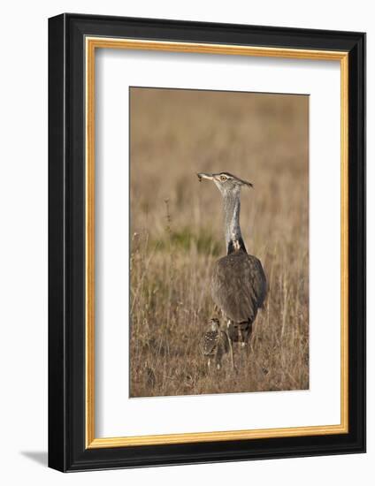 Kori Bustard (Ardeotis Kori) Adult and Ckick-James Hager-Framed Photographic Print