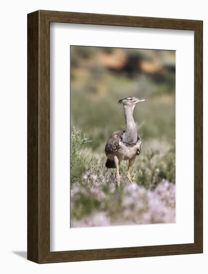 Kori Bustard (Ardeotis Kori) in Nerine Flowers in Summer, Northern Cape, Africa-Ann & Steve Toon-Framed Photographic Print