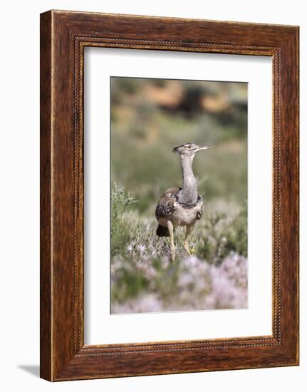 Kori Bustard (Ardeotis Kori) in Nerine Flowers in Summer, Northern Cape, Africa-Ann & Steve Toon-Framed Photographic Print