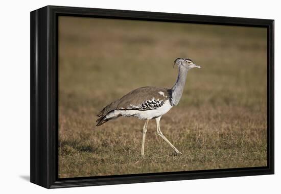 Kori Bustard (Ardeotis Kori), Ngorongoro Crater, Tanzania, East Africa, Africa-James Hager-Framed Premier Image Canvas