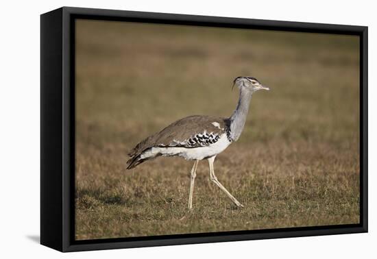 Kori Bustard (Ardeotis Kori), Ngorongoro Crater, Tanzania, East Africa, Africa-James Hager-Framed Premier Image Canvas