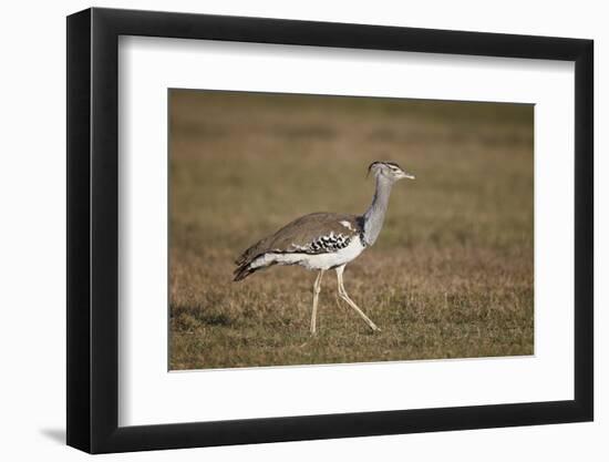 Kori Bustard (Ardeotis Kori), Ngorongoro Crater, Tanzania, East Africa, Africa-James Hager-Framed Photographic Print