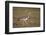 Kori Bustard (Ardeotis Kori), Ngorongoro Crater, Tanzania, East Africa, Africa-James Hager-Framed Photographic Print