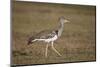 Kori Bustard (Ardeotis Kori), Ngorongoro Crater, Tanzania, East Africa, Africa-James Hager-Mounted Photographic Print