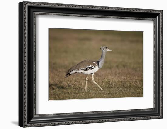 Kori Bustard (Ardeotis Kori), Ngorongoro Crater, Tanzania, East Africa, Africa-James Hager-Framed Photographic Print