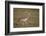 Kori Bustard (Ardeotis Kori), Ngorongoro Crater, Tanzania, East Africa, Africa-James Hager-Framed Photographic Print