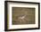 Kori Bustard (Ardeotis Kori), Ngorongoro Crater, Tanzania, East Africa, Africa-James Hager-Framed Photographic Print