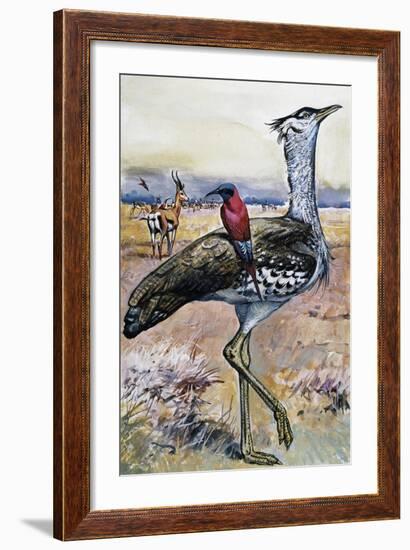 Kori Bustard (Ardeotis Kori), Otididae-null-Framed Giclee Print