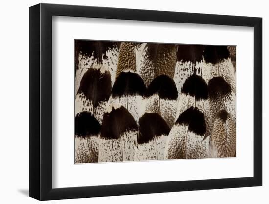 Kori Bustard Feather Design-Darrell Gulin-Framed Photographic Print