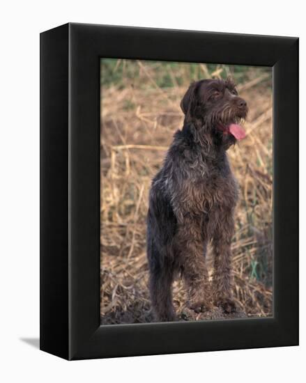 Korthal's Griffon / Wirehaired Pointing Griffon Portrait-Adriano Bacchella-Framed Premier Image Canvas