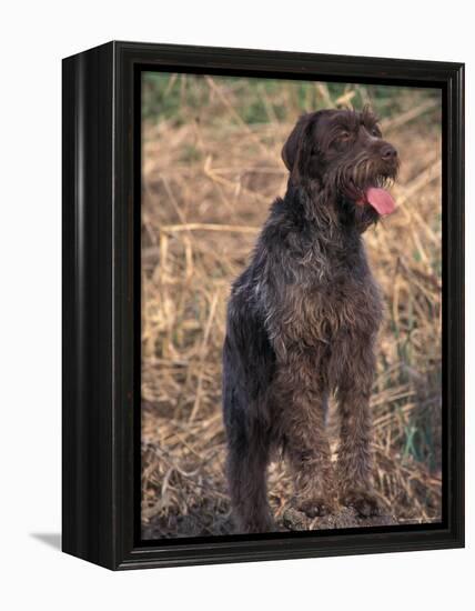 Korthal's Griffon / Wirehaired Pointing Griffon Portrait-Adriano Bacchella-Framed Premier Image Canvas