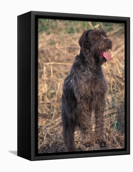 Korthal's Griffon / Wirehaired Pointing Griffon Portrait-Adriano Bacchella-Framed Premier Image Canvas