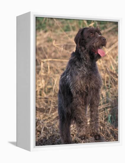 Korthal's Griffon / Wirehaired Pointing Griffon Portrait-Adriano Bacchella-Framed Premier Image Canvas