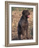 Korthal's Griffon / Wirehaired Pointing Griffon Portrait-Adriano Bacchella-Framed Photographic Print
