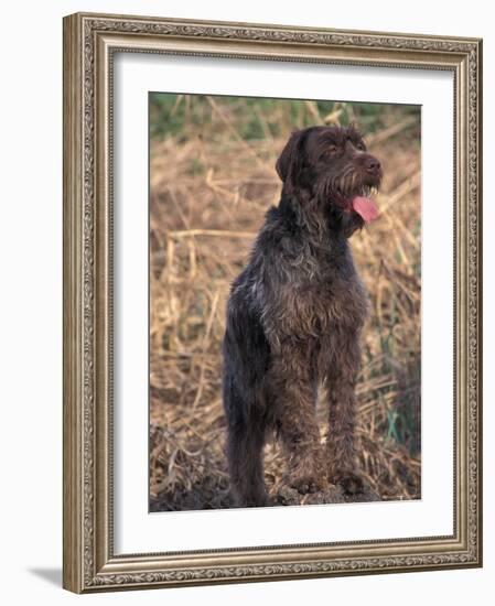 Korthal's Griffon / Wirehaired Pointing Griffon Portrait-Adriano Bacchella-Framed Photographic Print