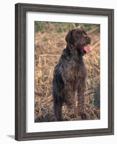 Korthal's Griffon / Wirehaired Pointing Griffon Portrait-Adriano Bacchella-Framed Photographic Print