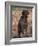 Korthal's Griffon / Wirehaired Pointing Griffon Portrait-Adriano Bacchella-Framed Photographic Print