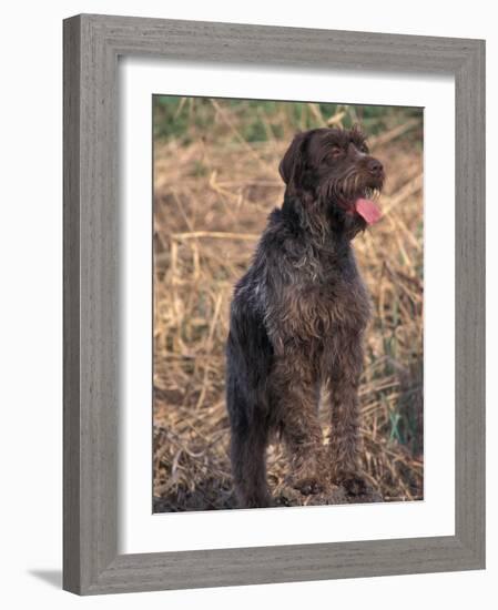 Korthal's Griffon / Wirehaired Pointing Griffon Portrait-Adriano Bacchella-Framed Photographic Print