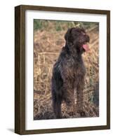 Korthal's Griffon / Wirehaired Pointing Griffon Portrait-Adriano Bacchella-Framed Photographic Print