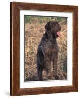 Korthal's Griffon / Wirehaired Pointing Griffon Portrait-Adriano Bacchella-Framed Photographic Print