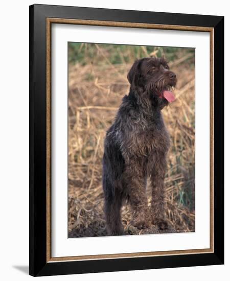 Korthal's Griffon / Wirehaired Pointing Griffon Portrait-Adriano Bacchella-Framed Photographic Print