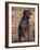 Korthal's Griffon / Wirehaired Pointing Griffon Portrait-Adriano Bacchella-Framed Photographic Print