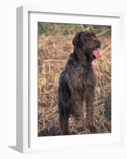 Korthal's Griffon / Wirehaired Pointing Griffon Portrait-Adriano Bacchella-Framed Photographic Print