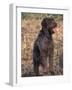Korthal's Griffon / Wirehaired Pointing Griffon Portrait-Adriano Bacchella-Framed Photographic Print