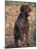 Korthal's Griffon / Wirehaired Pointing Griffon Portrait-Adriano Bacchella-Mounted Photographic Print