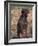 Korthal's Griffon / Wirehaired Pointing Griffon Portrait-Adriano Bacchella-Framed Photographic Print