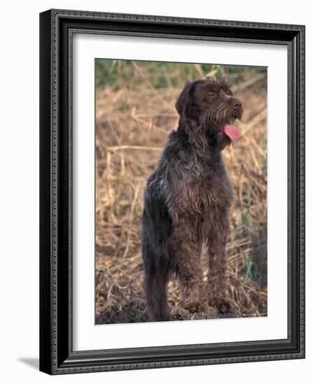 Korthal's Griffon / Wirehaired Pointing Griffon Portrait-Adriano Bacchella-Framed Photographic Print