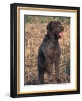 Korthal's Griffon / Wirehaired Pointing Griffon Portrait-Adriano Bacchella-Framed Photographic Print