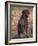 Korthal's Griffon / Wirehaired Pointing Griffon Portrait-Adriano Bacchella-Framed Photographic Print