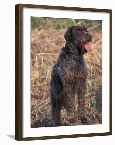 Korthal's Griffon / Wirehaired Pointing Griffon Portrait-Adriano Bacchella-Framed Photographic Print